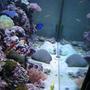 80 gallons reef tank (mostly live coral and fish) - My 80 gallon reef