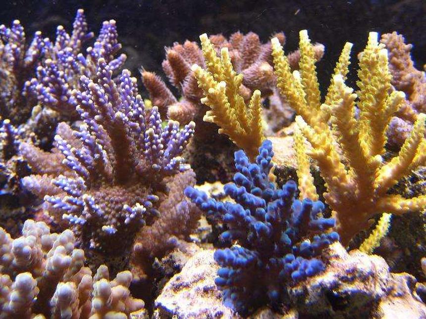 Rated #12: Corals Inverts - Acropora Sp. - Acropora Coral, Blue Stocking In 450 Gallons Tank - A LITTLE COLOR-