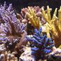corals inverts - acropora sp. - acropora coral, blue stocking in 450 gallons tank - A LITTLE COLOR-