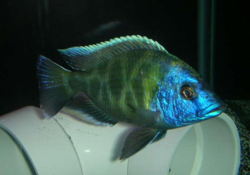 Rated #800: Freshwater Fish - Nimbochromis Venustus - Venustus Cichlid Stocking In 60 Gallons Tank - venestus 6"