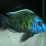 freshwater fish - nimbochromis venustus - venustus cichlid stocking in 60 gallons tank - venestus 6"