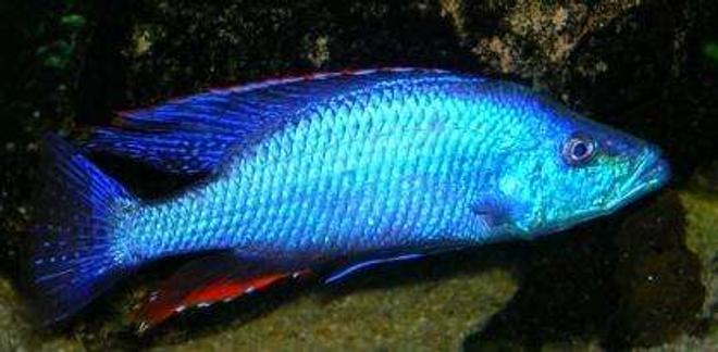 freshwater fish - dimidiochromis compressiceps - compressiceps cichlid stocking in 60 gallons tank - D.compressiceps dominant male 11"