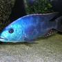 freshwater fish - nimbochromis fuscotaeniatus - fusco stocking in 60 gallons tank - fusco 9"