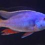freshwater fish - nimbochromis fuscotaeniatus - fusco stocking in 60 gallons tank - fusco2 9"