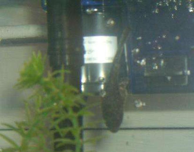 freshwater fish - hypostomus punctatus - trinidad pleco stocking in 10 gallons tank - algae eater