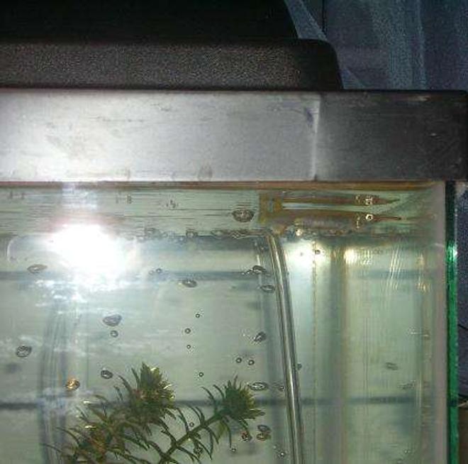 freshwater fish - xenentodon cancila - needle nose gar stocking in 10 gallons tank - half beak