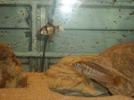 freshwater fish - puntius tetrazona - tiger barb stocking in 10 gallons tank - tiger barb and cichlid