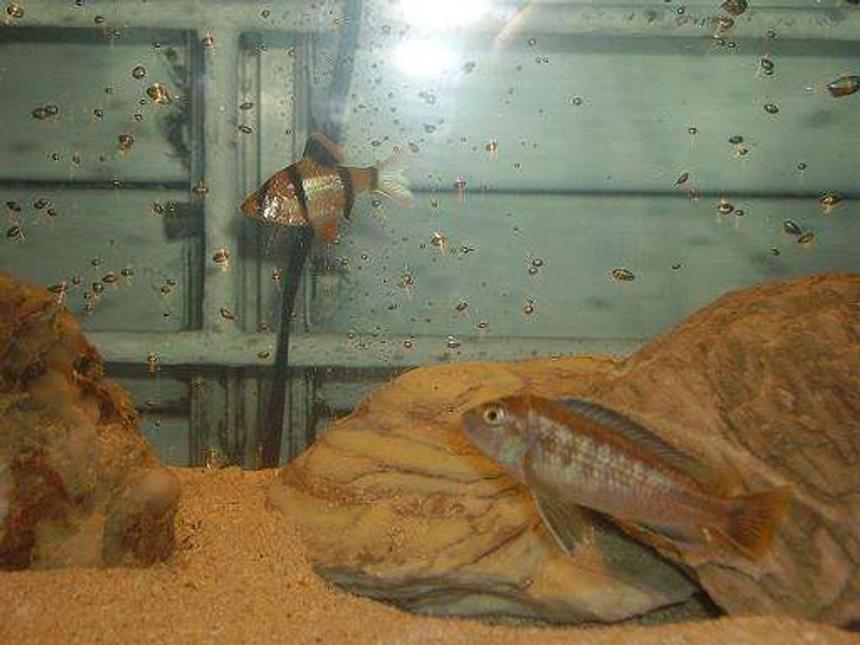 Rated #2210: Freshwater Fish - Puntius Tetrazona - Tiger Barb Stocking In 10 Gallons Tank - tiger barb and cichlid