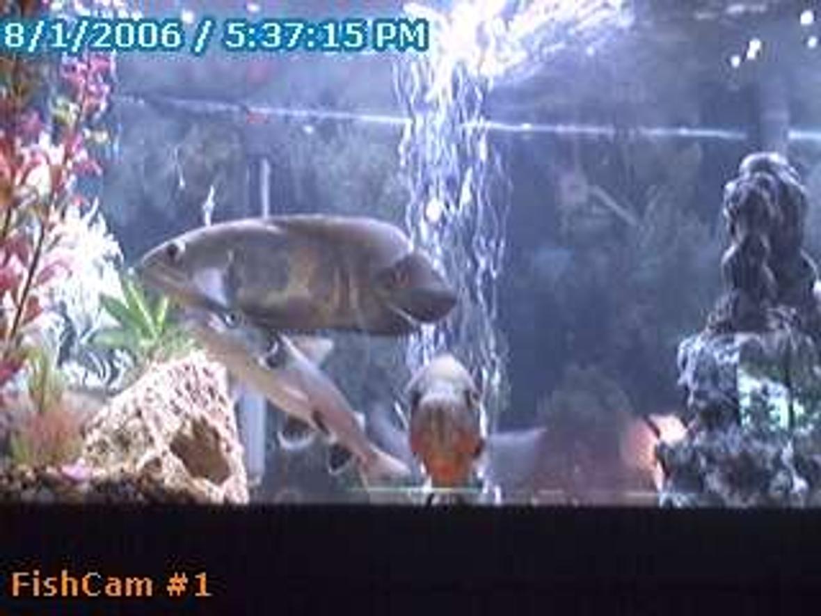 75 gallons freshwater fish tank (mostly fish and non-living decorations)