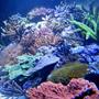 fish tank picture - 160x60x60