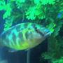 freshwater fish - nimbochromis venustus - venustus cichlid stocking in 50 gallons tank - venustus
