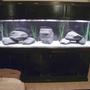 125 gallons freshwater fish tank (mostly fish and non-living decorations) - This is my new 125gl cichlid tank. It does not have any fish at this time. I used featherock, eco-complete african cichlid sand, and fake plants because cichlids love to dig. The featherock had to be cooked in the oven and dropped in a bucket of water to make them sink but the light weight of the rocks saved me alot of money at .50 cents a pound.