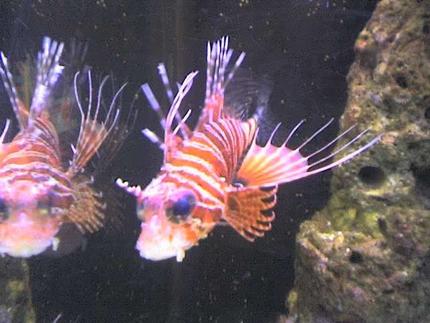 saltwater fish - pterois antennata - antennata lionfish stocking in 90 gallons tank - Leofish