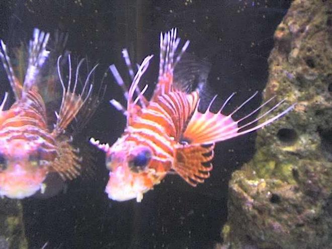 saltwater fish - pterois antennata - antennata lionfish stocking in 90 gallons tank - Leofish