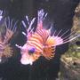 saltwater fish - pterois antennata - antennata lionfish stocking in 90 gallons tank - Leofish