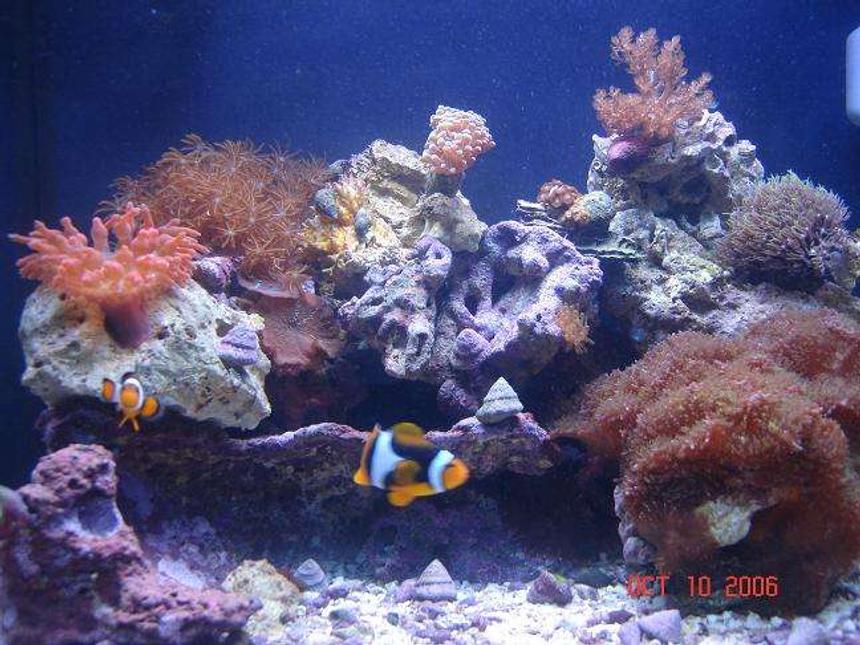Rated #123: 29 Gallons Reef Tank - My little 29g Oceanic BioCube