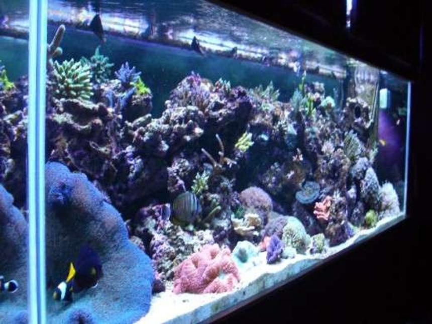 Rated #151: 180 Gallons Reef Tank - The only full tank shot I could get was from an angle but it makes for a neat picture.
