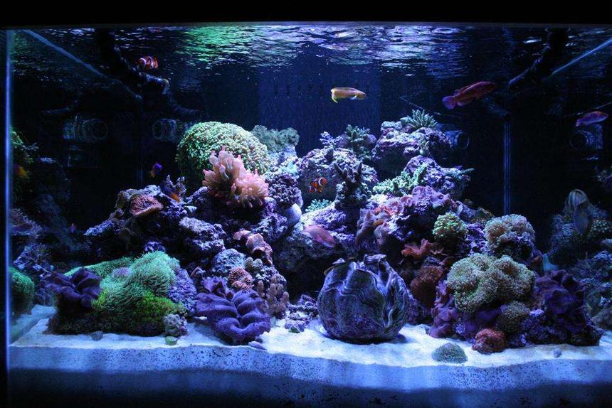 Rated #140: 140 Gallons Reef Tank - 140 Gal. Mixed Reef