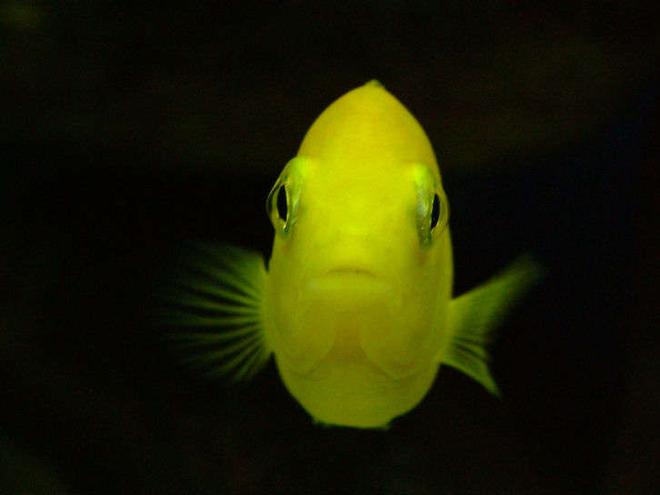 freshwater fish - labidochromis caeruleus - electric yellow cichlid stocking in 50 gallons tank - LabidochromisCaeruleus