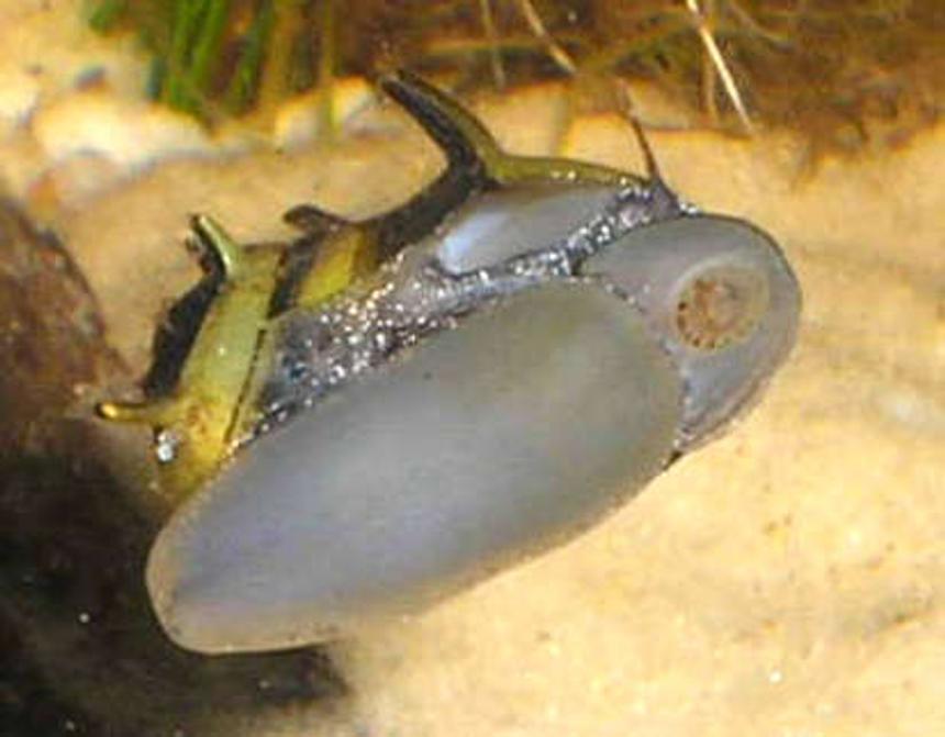 Rated #54: Corals Inverts - Pusiostoma Sp. - Bumble Bee Snail Stocking In 12 Gallons Tank - Bumble Bee Nerite Snail eating algae