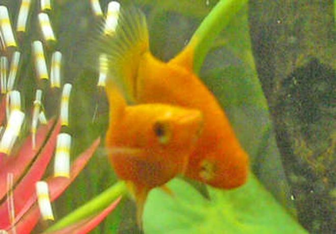 freshwater fish - xiphophorus maculatus - assorted platy stocking in 12 gallons tank - Platy Cuddles