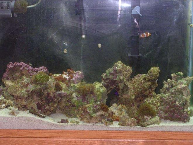 45 gallons saltwater fish tank (mostly fish, little/no live coral) - work in progress