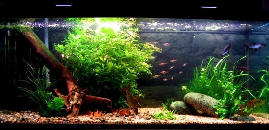Rated #56: 75 Gallons Planted Tank - 75 Gallon tank with Murphy and friends eating.