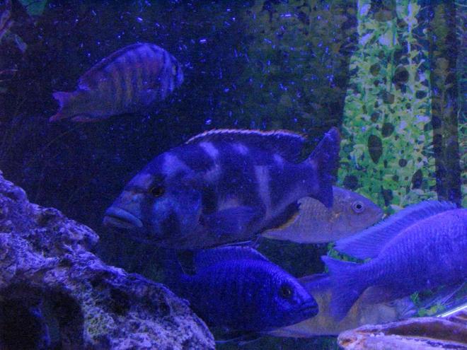 freshwater fish - nimbochromis venustus - venustus cichlid stocking in 4 gallons tank - My African cichlids