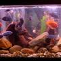 125 gallons freshwater fish tank (mostly fish and non-living decorations) - Lots of fish having a great day