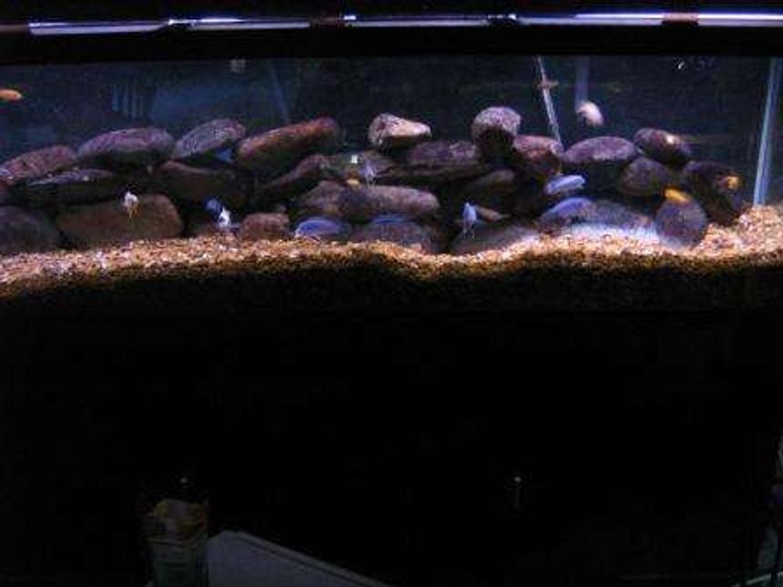 Rated #132: 120 Gallons Freshwater Fish Tank - 125 gallon tank with 2 ice blues, 1 albino ice blue, 4 red zebras,1 likoma elongatus, 2 ob fuelleborni, 2 socolofi, 2 kenei, 2 colbalt zebra and many more.