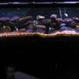 120 gallons freshwater fish tank (mostly fish and non-living decorations) - 125 gallon tank with 2 ice blues, 1 albino ice blue, 4 red zebras,1 likoma elongatus, 2 ob fuelleborni, 2 socolofi, 2 kenei, 2 colbalt zebra and many more.