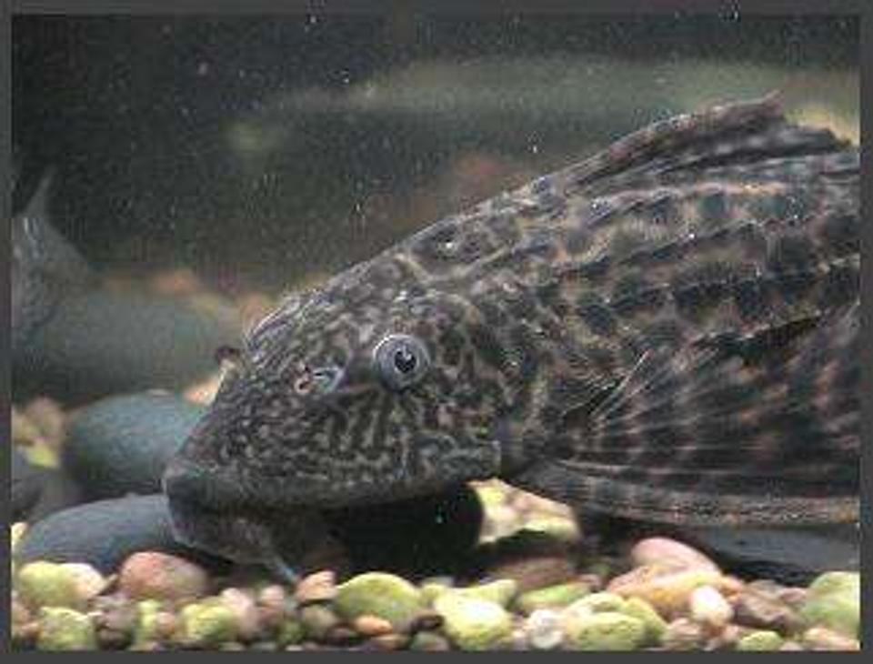 freshwater fish - glyptoperichthys gibbiceps - sailfin pleco (l-83) stocking in 75 gallons tank - pleco