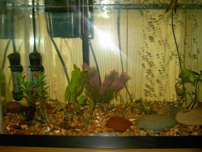 Rated #193: 10 Gallons Planted Tank - A pic of my tank with my oscar fish on the bottem left hand side.