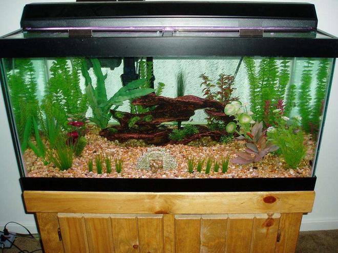 50 gallons freshwater fish tank (mostly fish and non-living decorations) - 50 gallon AGA tropical community aquarium with versa glass tops and a strip light. Marineland Emperor 280 filter and a 200W Visi-therm heater.

6 Black Skirt Tetra, 8 Cardinal Tetra, 2 Peppered Corydoras, 2 Panda Corydoras