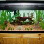 50 gallons freshwater fish tank (mostly fish and non-living decorations) - 50 gallon AGA tropical community aquarium with versa glass tops and a strip light. Marineland Emperor 280 filter and a 200W Visi-therm heater. 6 Black Skirt Tetra, 8 Cardinal Tetra, 2 Peppered Corydoras, 2 Panda Corydoras