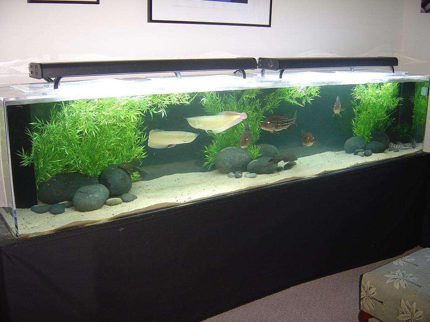 Rated #15: 180 Gallons Freshwater Fish Tank - 400 gallon display

75 gallon sump with 2 magdrive pumps
8 x 65W PC lighting (10000K, 460nm)

FIsh list:
4 x Cichla temensis (16-18")
2 x Silver Arowana (18")
1 x Brachy. tigrinusm (15")
2 x Hypostomus spp (12")