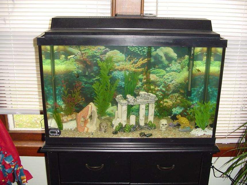 Rated #368: 29 Gallons Freshwater Fish Tank - my 29 gallon tank