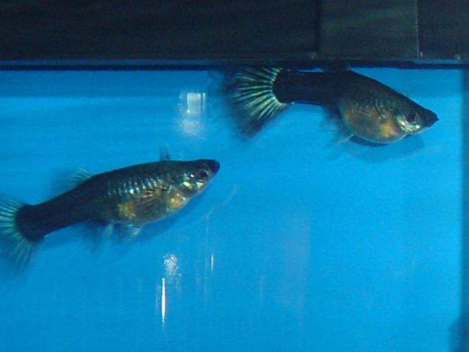 freshwater fish - poecilia reticulata - blue delta guppy stocking in 29 gallons tank - my female guppie Budda and friend.Looks like she is going to blow out baby fry anytime,but I feel like ive been waiting forever!