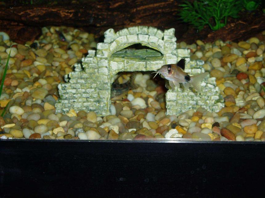 Rated #2327: Freshwater Fish - Corydoras Panda - Panda Cory Cat Stocking In 50 Gallons Tank - Here's my biggest Panda Corydoras and the back end of a Peppered Corydoras under the bridge.