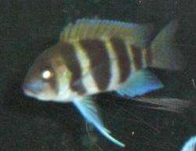freshwater fish - cyphotilapia frontosa - frontosa cichlid stocking in 120 gallons tank - frontosa