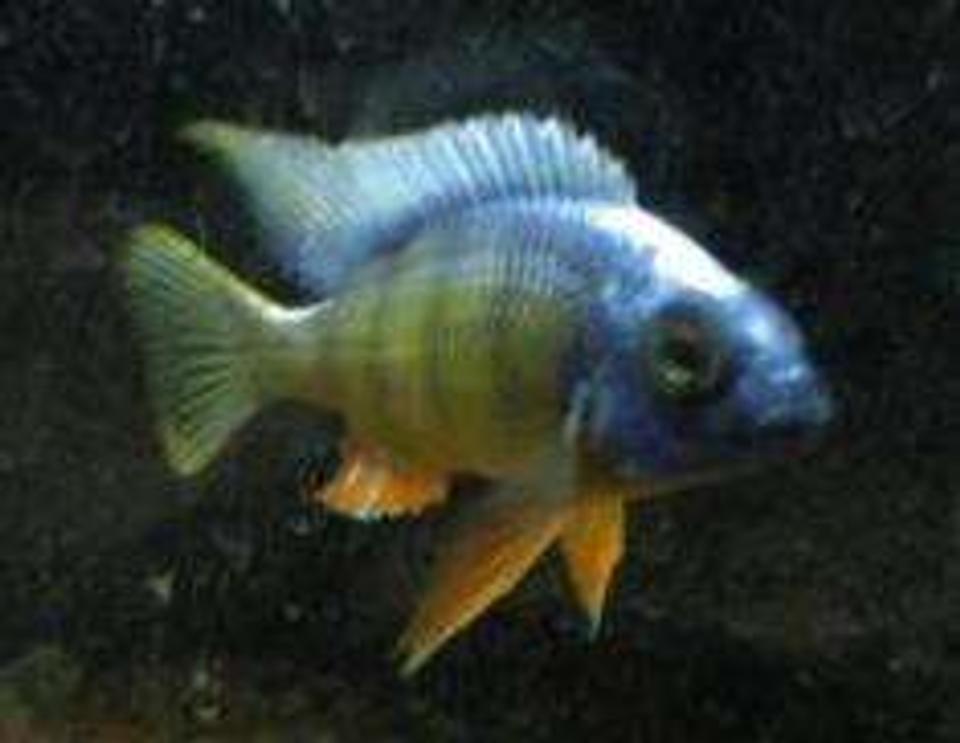 freshwater fish - protomelas steveni - taiwan reef stocking in 120 gallons tank - taiwan reef