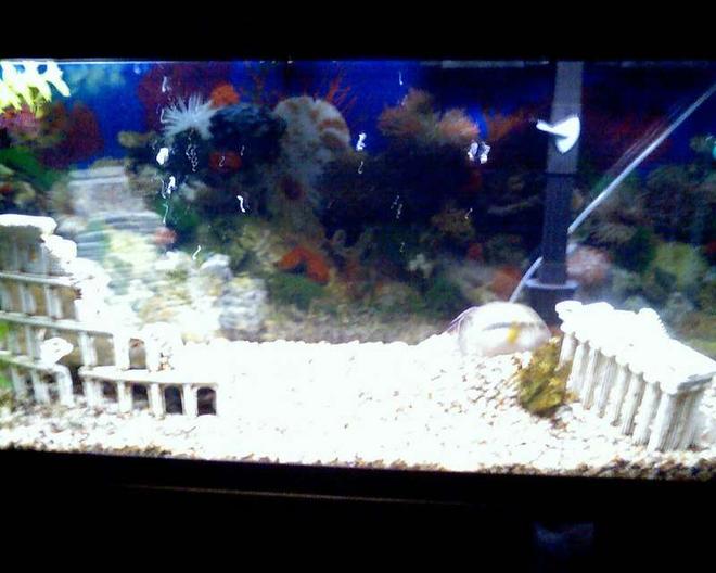 55 gallons freshwater fish tank (mostly fish and non-living decorations) - thisis my 55 gallon tank
