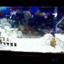 55 gallons freshwater fish tank (mostly fish and non-living decorations) - thisis my 55 gallon tank