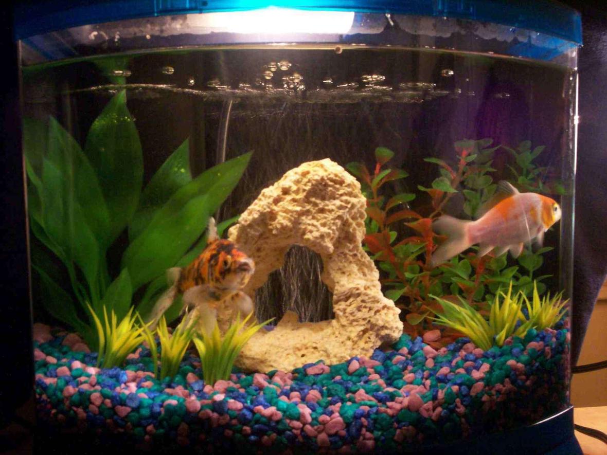 5 gallons freshwater fish tank (mostly fish and non-living decorations) - College dorm tank