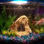 5 gallons freshwater fish tank (mostly fish and non-living decorations) - College dorm tank