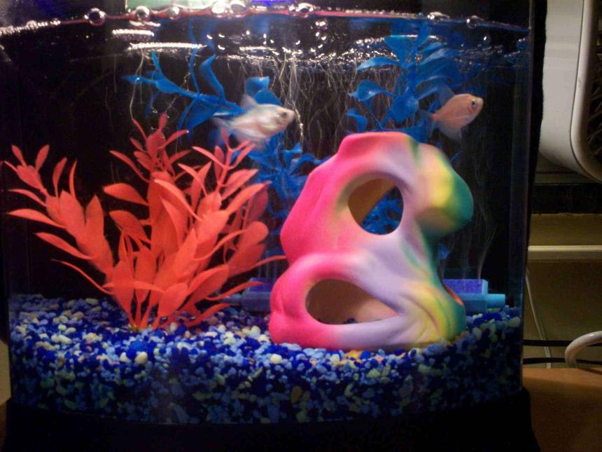 Rated #386: 2 Gallons Freshwater Fish Tank - College dorm room tank