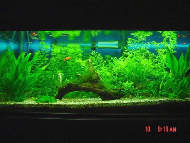 60 gallons planted tank (mostly live plants and fish) - Java moss covered drift wood centrepiece