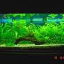 60 gallons planted tank (mostly live plants and fish) - Java moss covered drift wood centrepiece