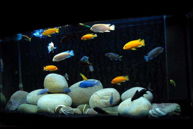 64 gallons freshwater fish tank (mostly fish and non-living decorations) - Vision 260L Malawi Cichlid tank.

Cobalt Blues/Maylandia callianos
Ice White/maylandia callianos
Red Zebras
lab Trevawasae
Acei
White Top Zebra
Crabro
Syno Multipunctatus
L100
yellow Labs