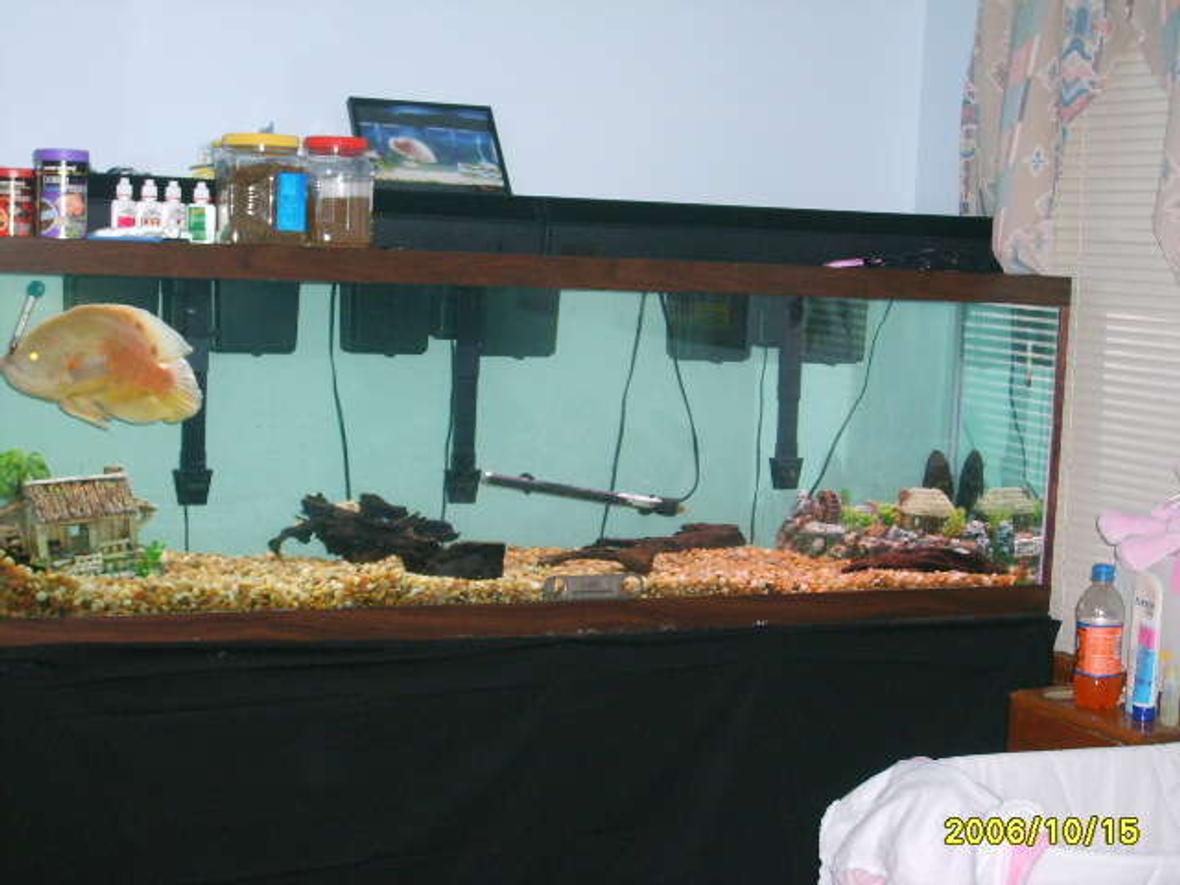 125 gallons freshwater fish tank (mostly fish and non-living decorations) - just a 125 gallon with 3 emperor 400's for filtration and 140 puonds of gravel with no plants just the oscar and a pleco